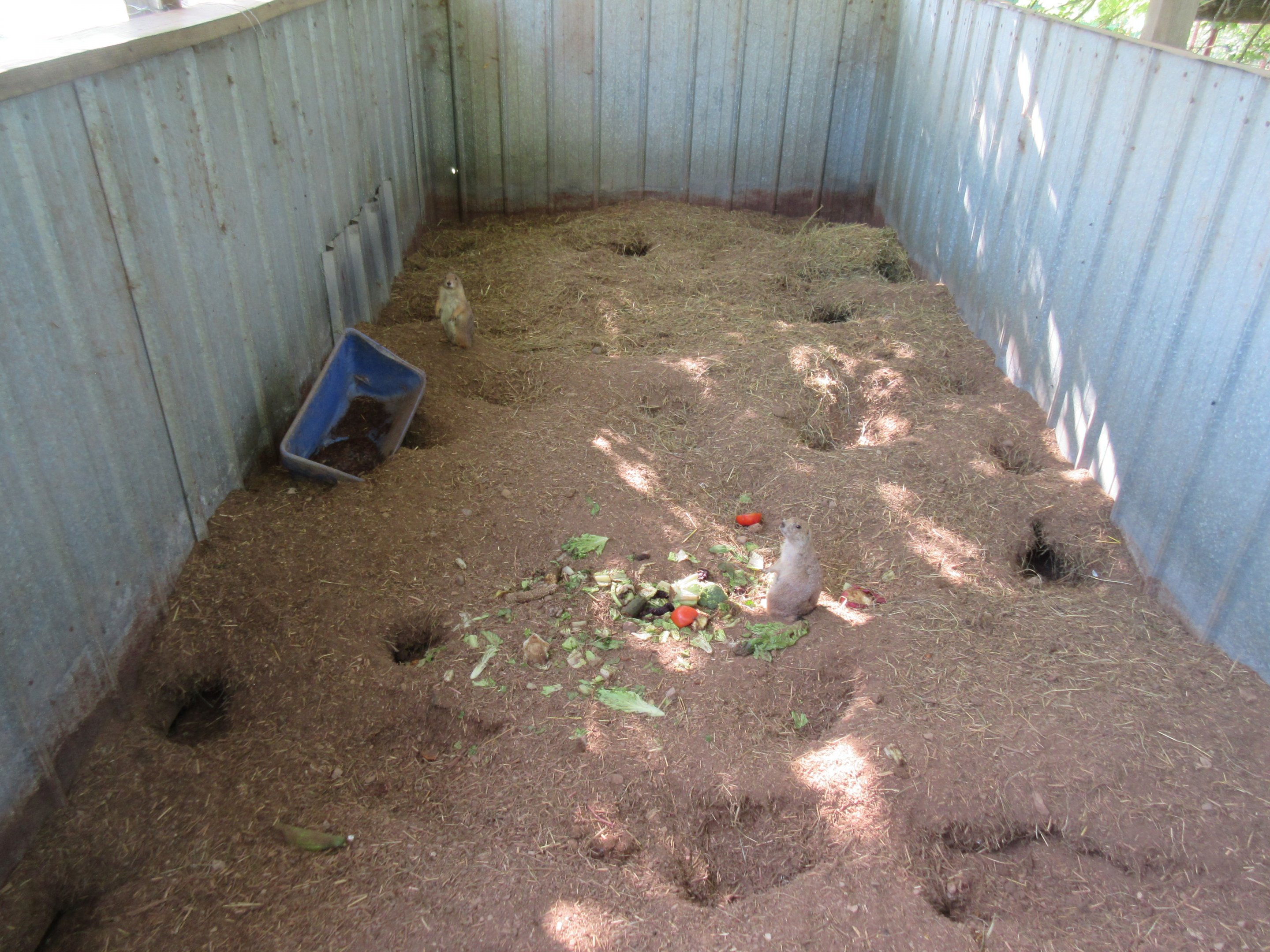 Black-tailed Prairie Dog Exhibit