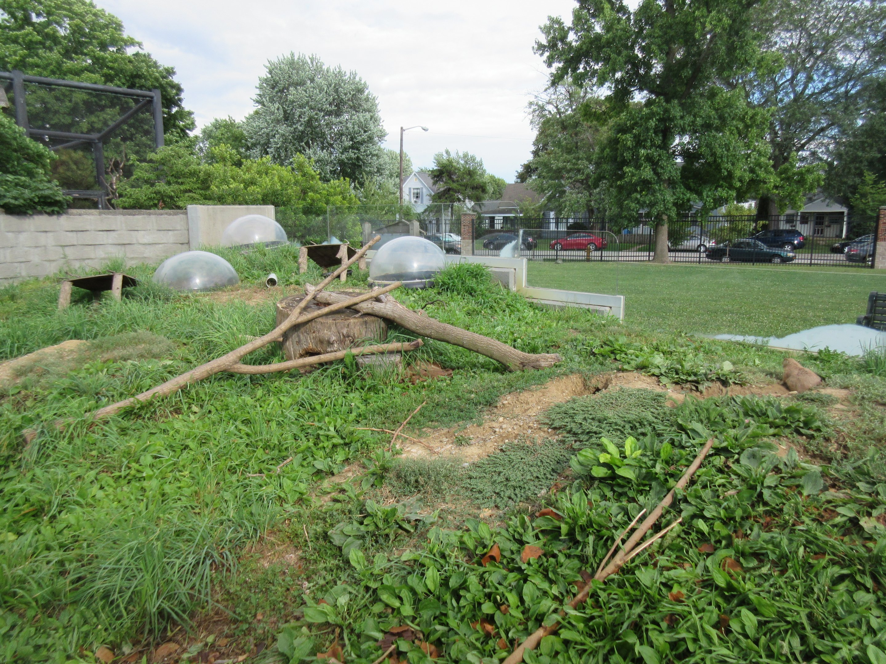 Black-tailed Prairie Dog Exhibit