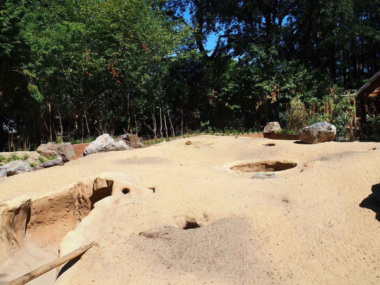 Black-tailed prairie dog exhibit