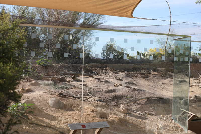 black tailed prairie dog exhibit