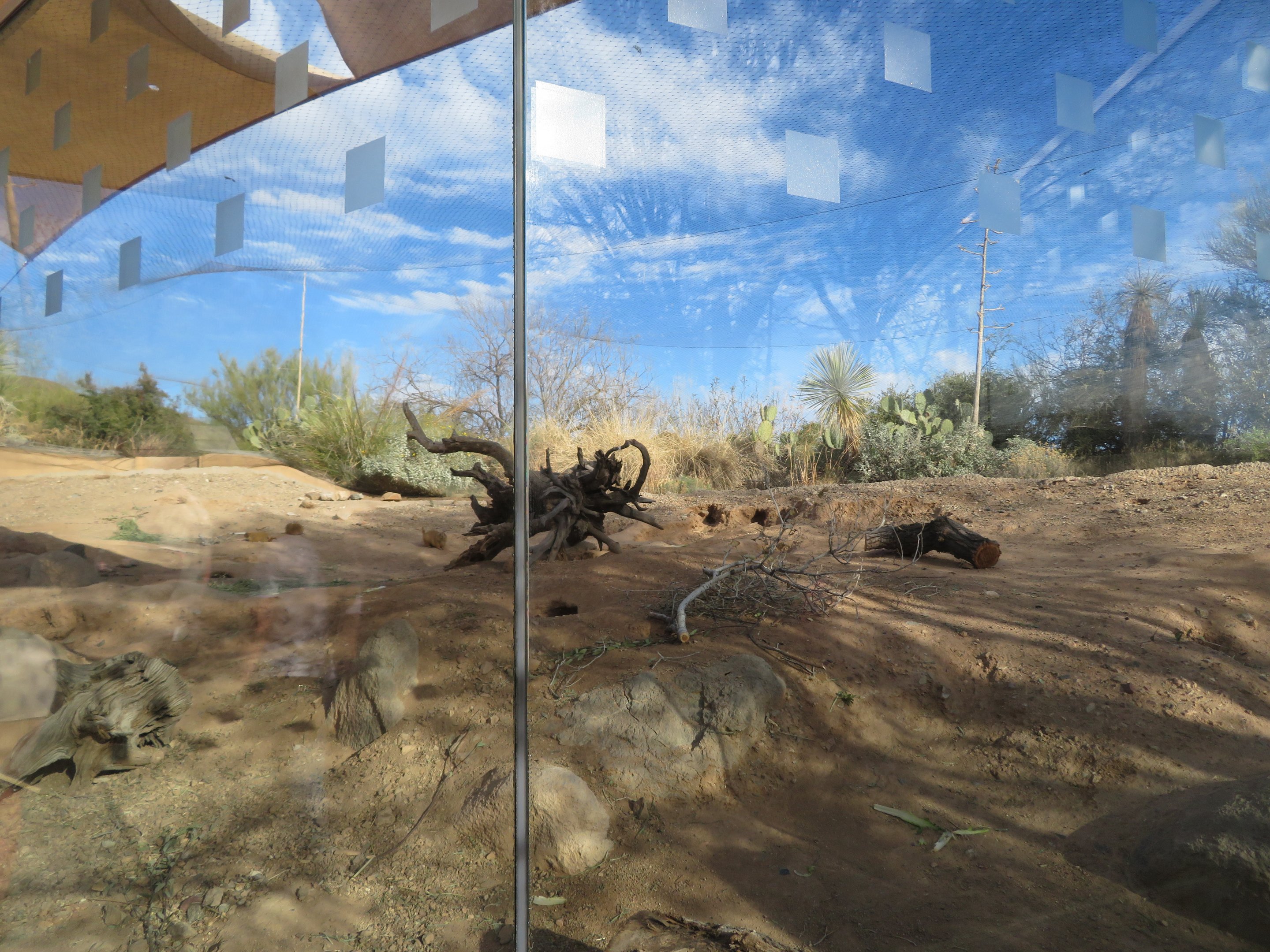 Black-tailed Prairie Dog Exhibit