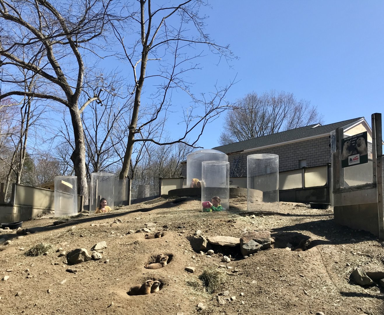 Black-tailed Prairie Dog Exhibit