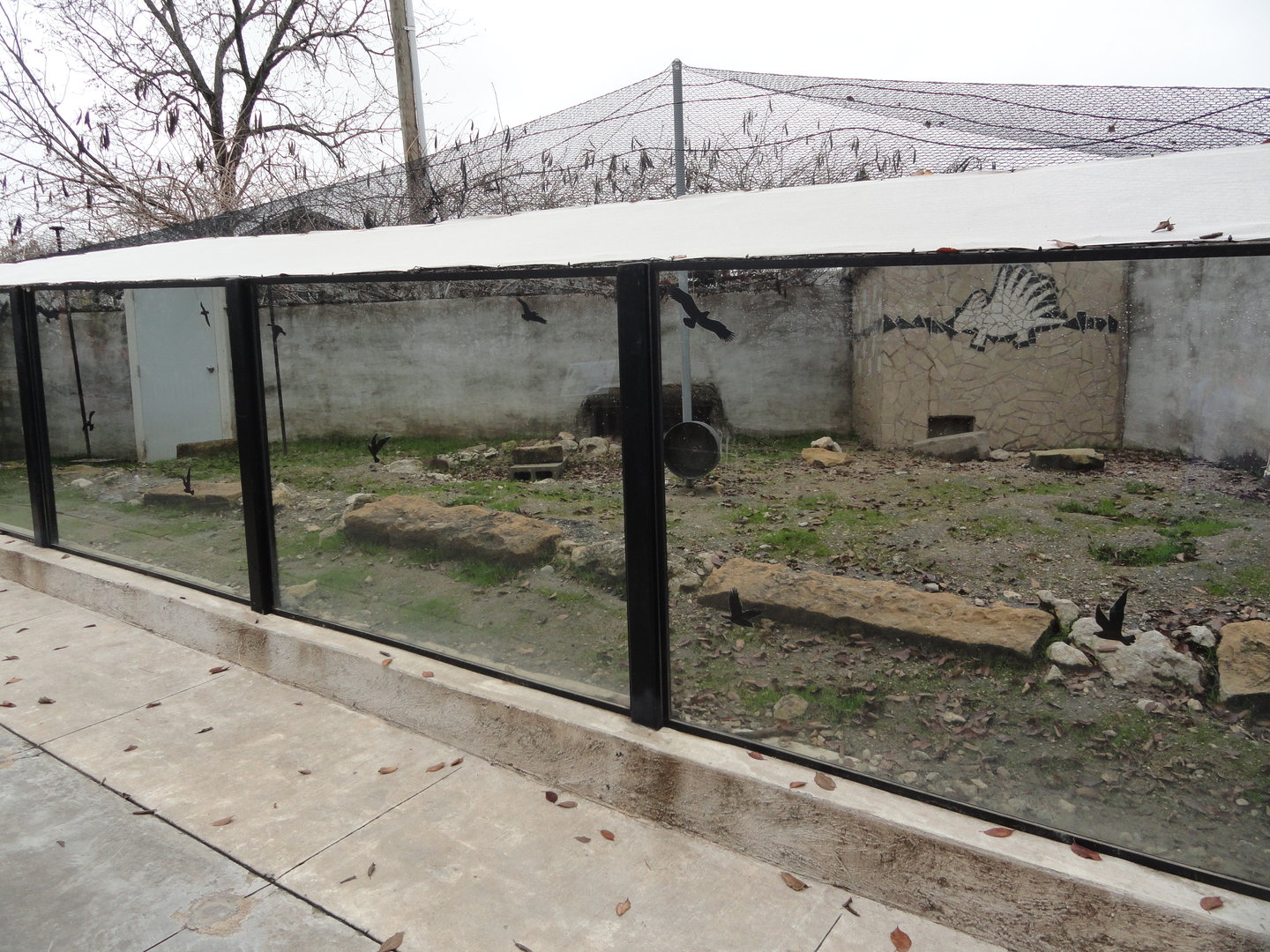 Black Tailed Prairie Dog Exhibit