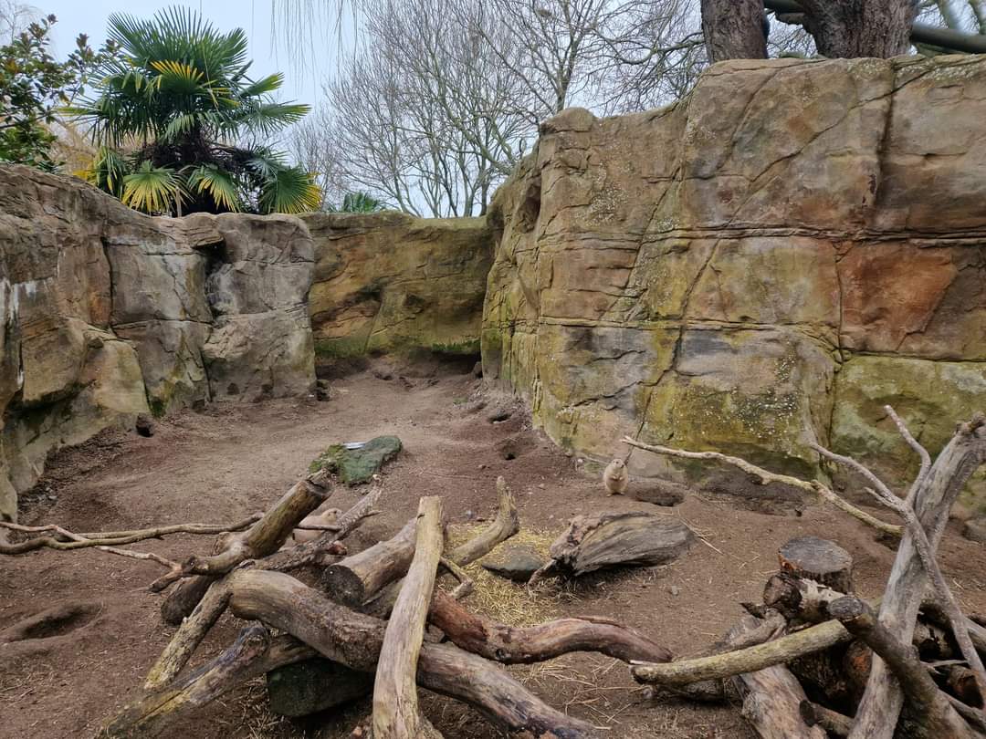 Black-tailed Prairie Dog exhibit