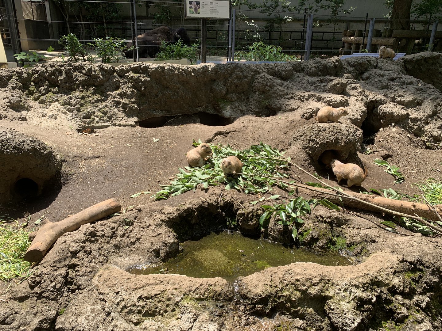 Black-tailed Prairie Dog Exhibit