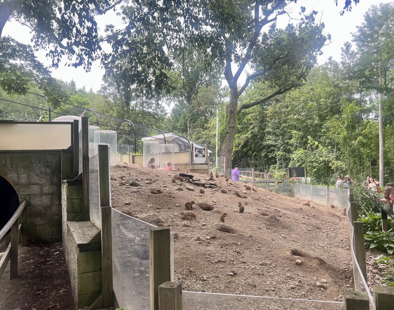 Black-tailed Prairie Dog Exhibit