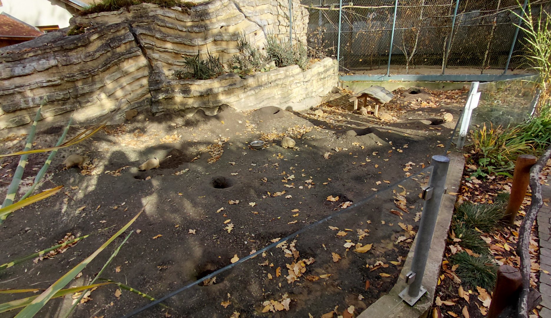 Black-tailed prairie dog exhibit