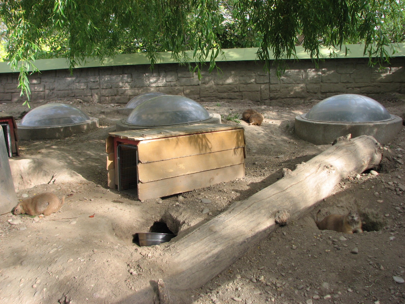 Black-Tailed Prairie Dog Exhibit