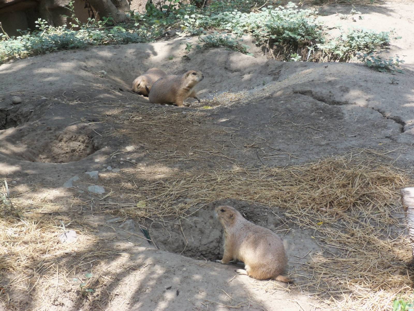 Black-tailed Prairie Dog Family