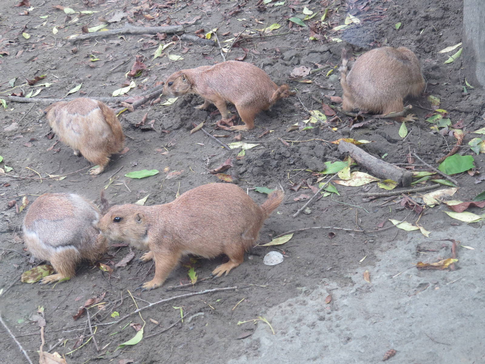 Black-tailed prairie dog family