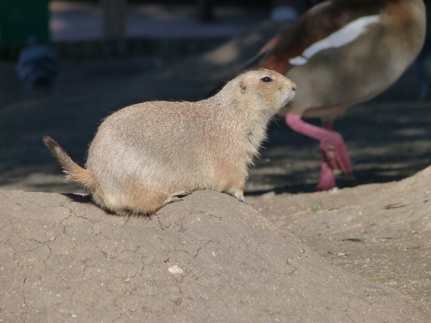 Black-tailed prairie dog -Faunia (2025)