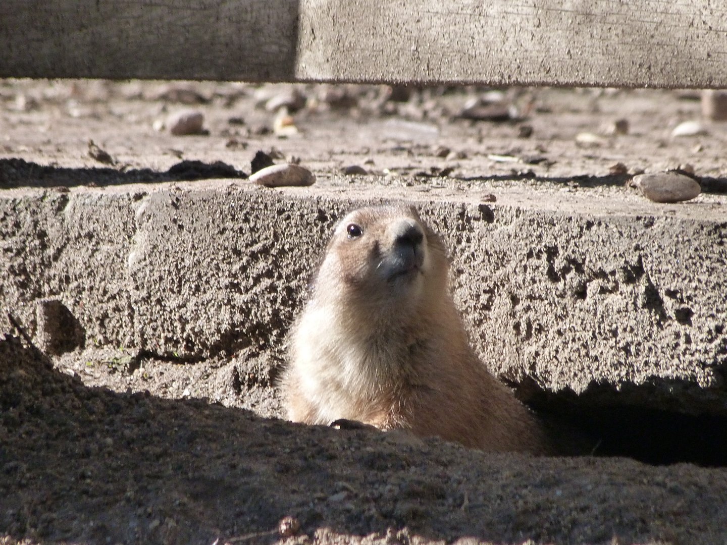 Black-tailed prairie dog -Faunia (2025)