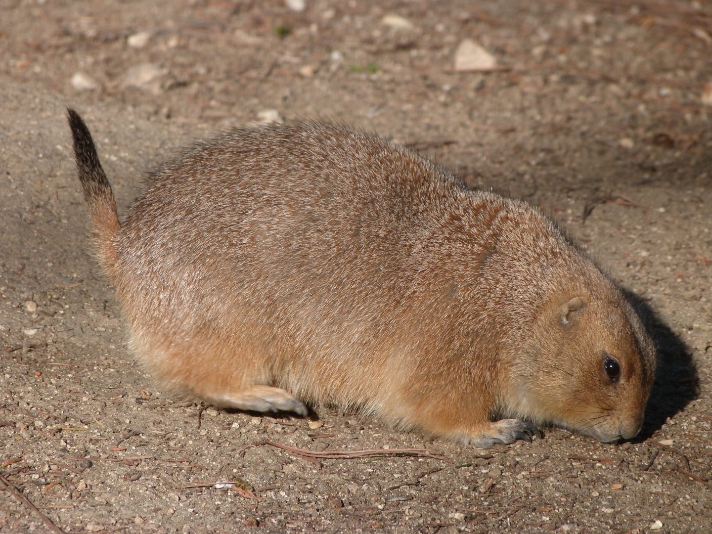 Black-tailed prairie dog -Faunia (2025)