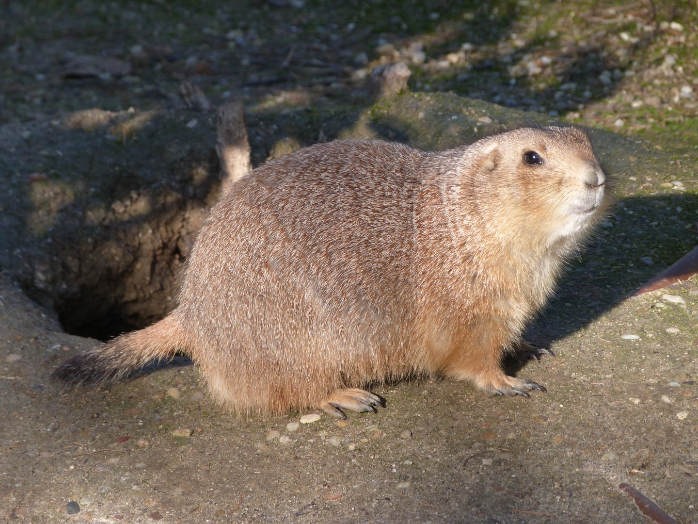 Black-tailed prairie dog -Faunia (2025)