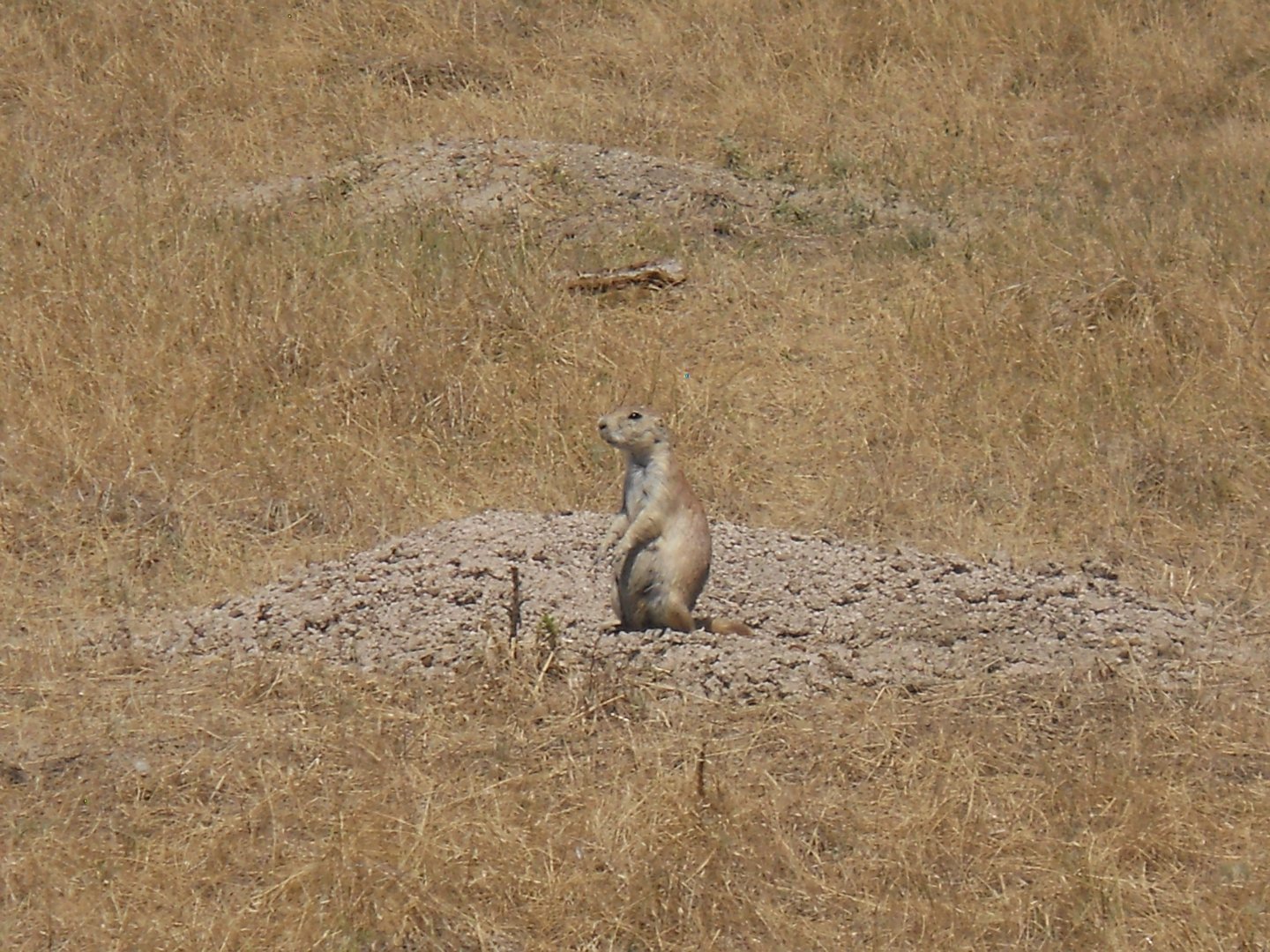 Black-tailed prairie dog in Badlands National Park