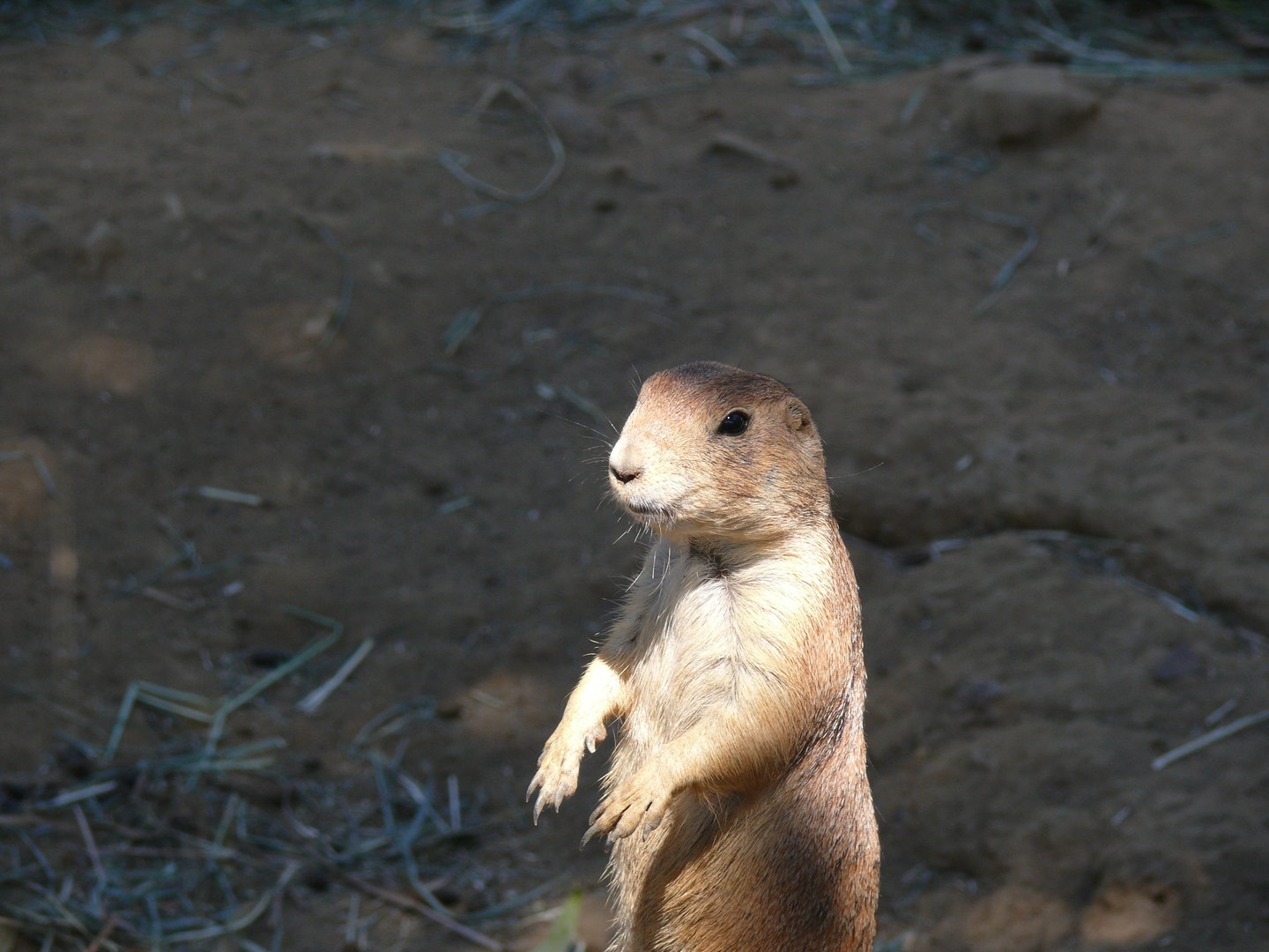 Black-tailed Prairie-dog - July 8th 2023