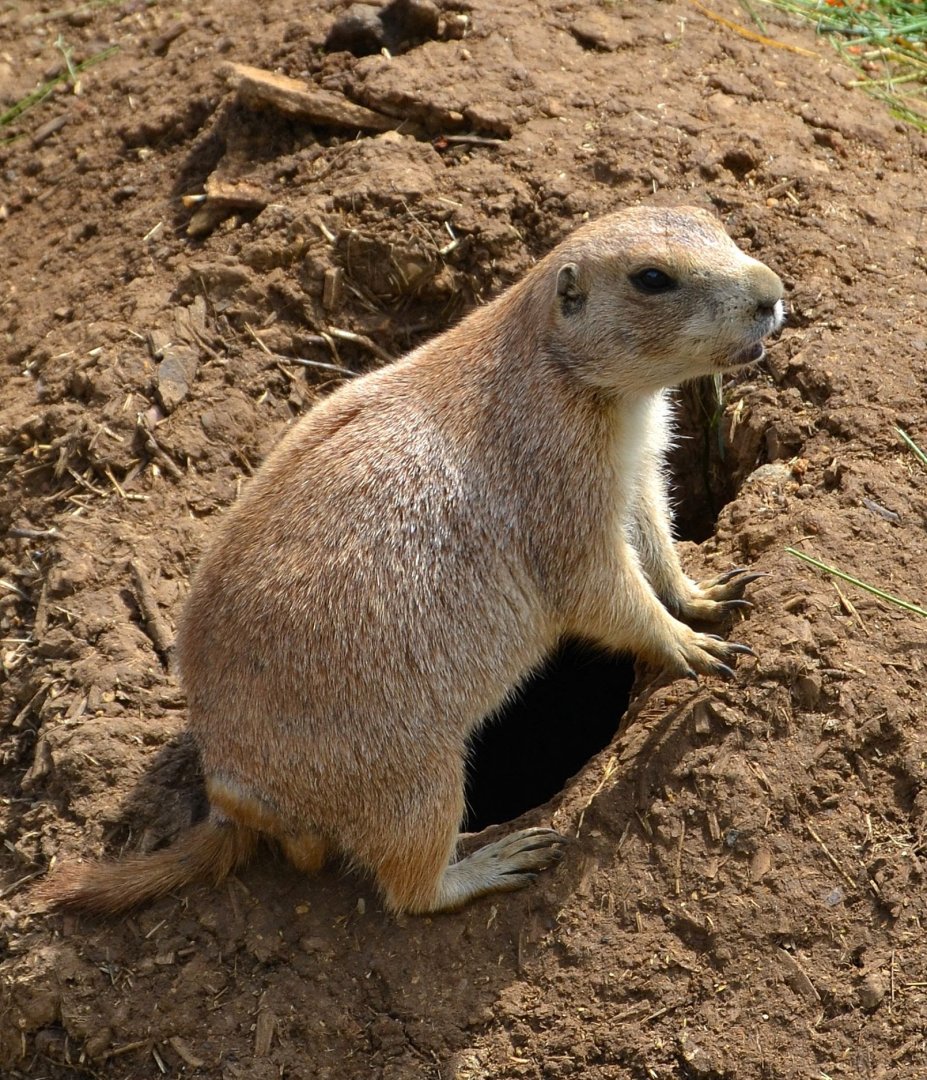 Black Tailed Prairie Dog - June 2015
