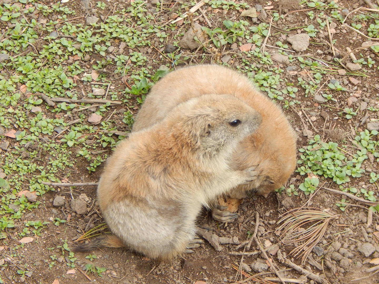 Black-tailed prairie dog juveniles 200922