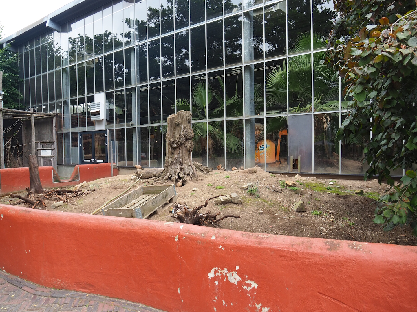 Black-tailed prairie dog outdoor exhibit, 2023-08-17