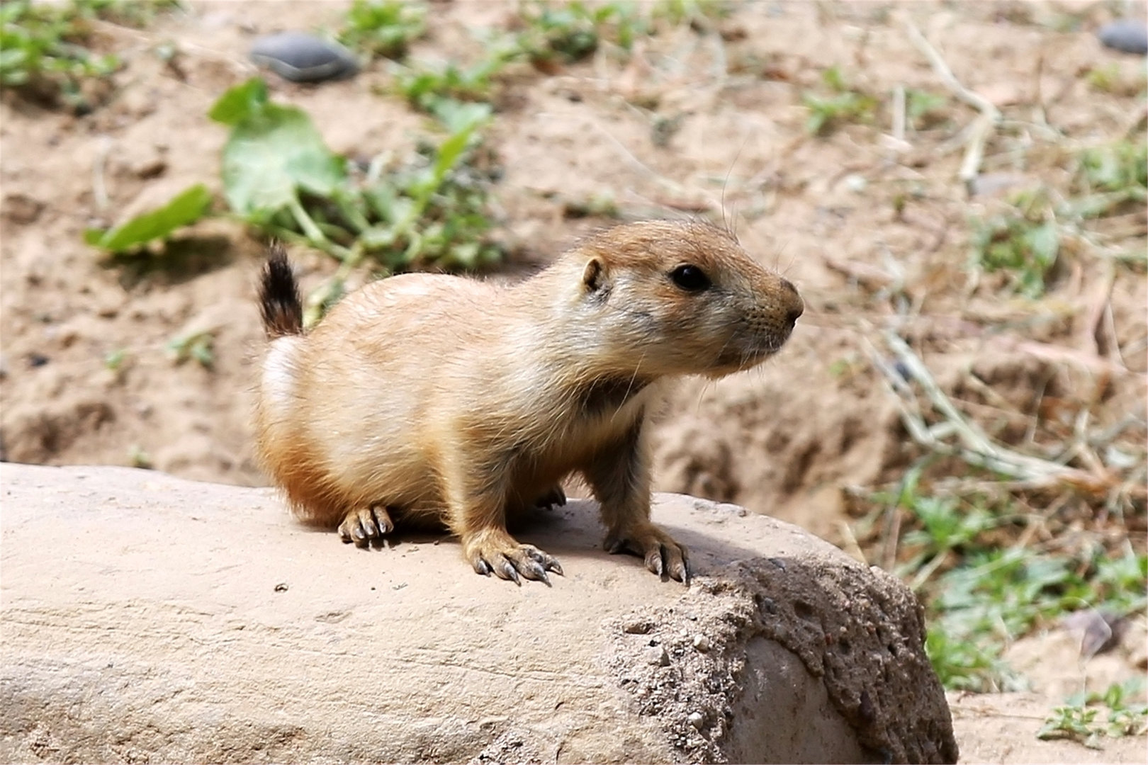 Black-tailed Prairie Dog Pup