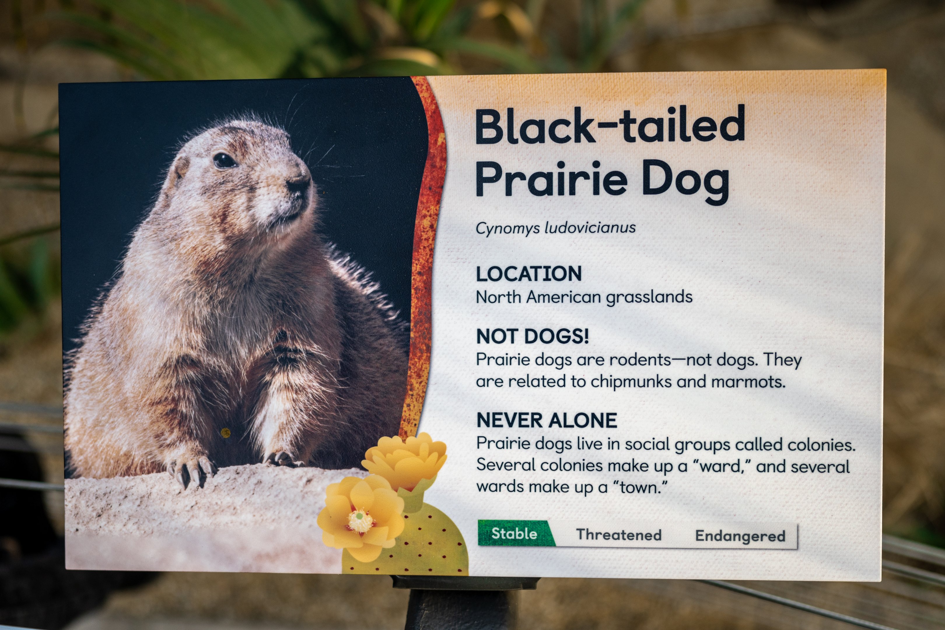 Black Tailed Prairie Dog Signage