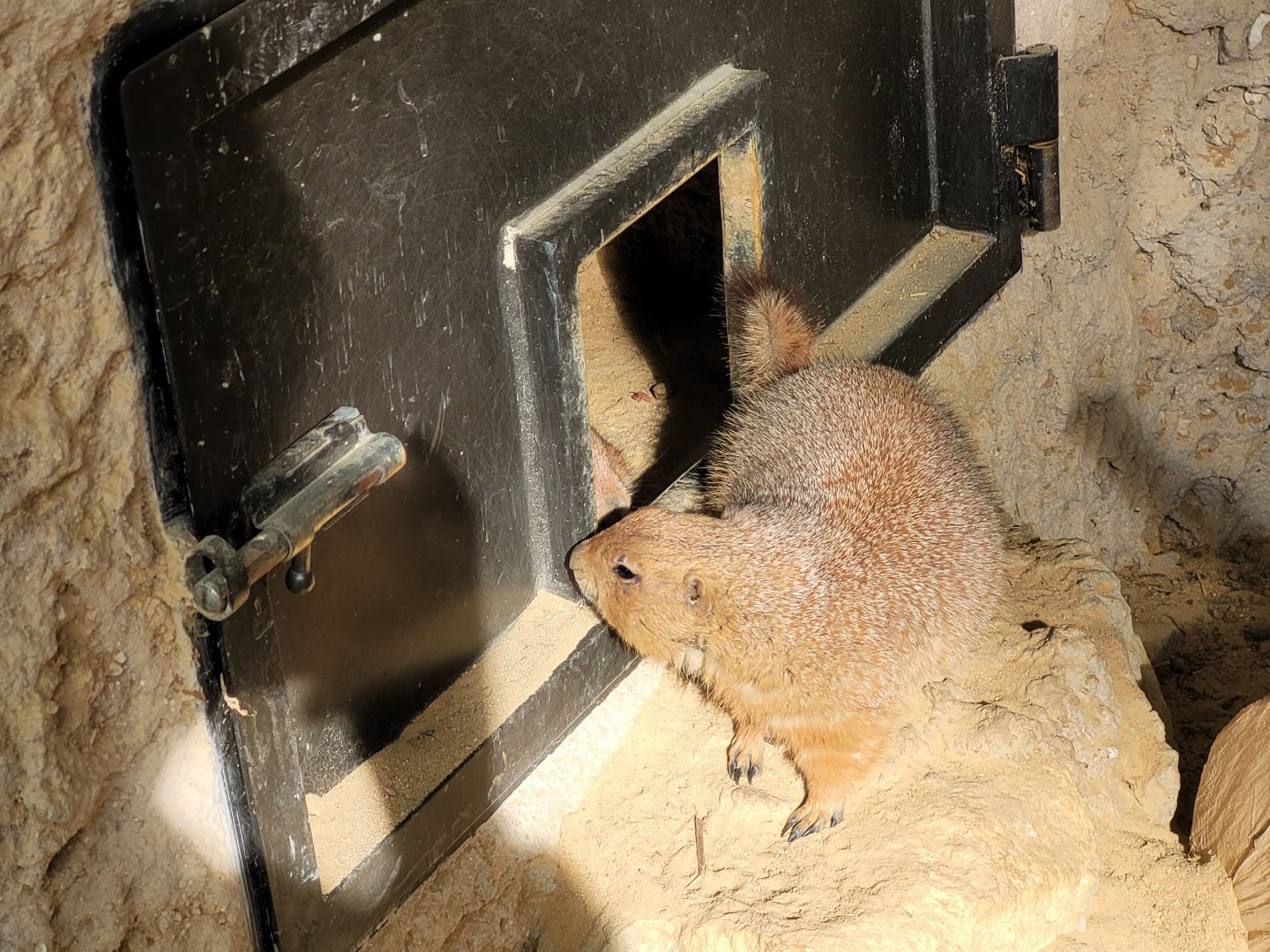 Black-tailed prairie dog -TerraNatura Benidorm (2022)