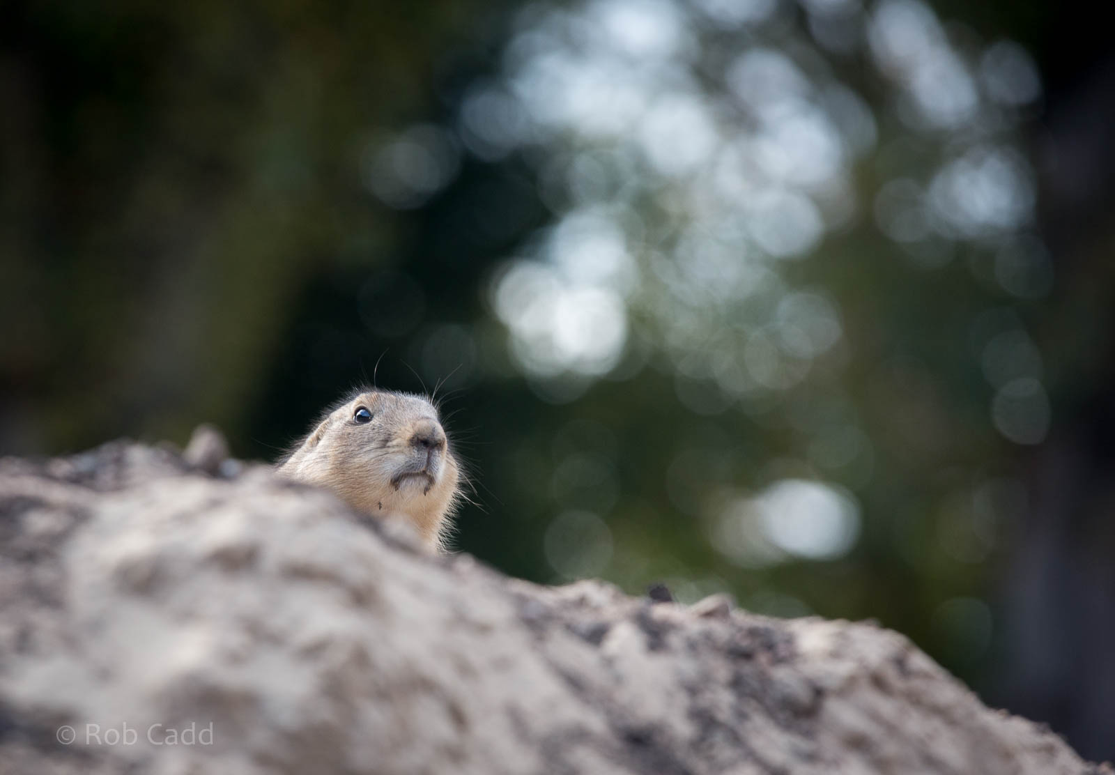 Black-tailed prairie dog : Twycross : 03 Oct 2014