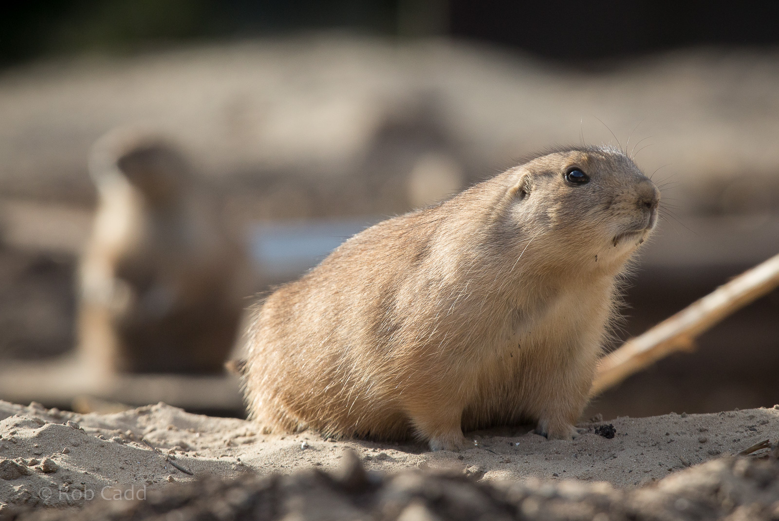 Black-tailed prairie dog : Twycross : 03 Oct 2014