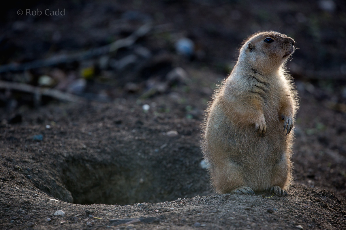 Black-tailed prairie dog : Twycross : 22 Oct 2015