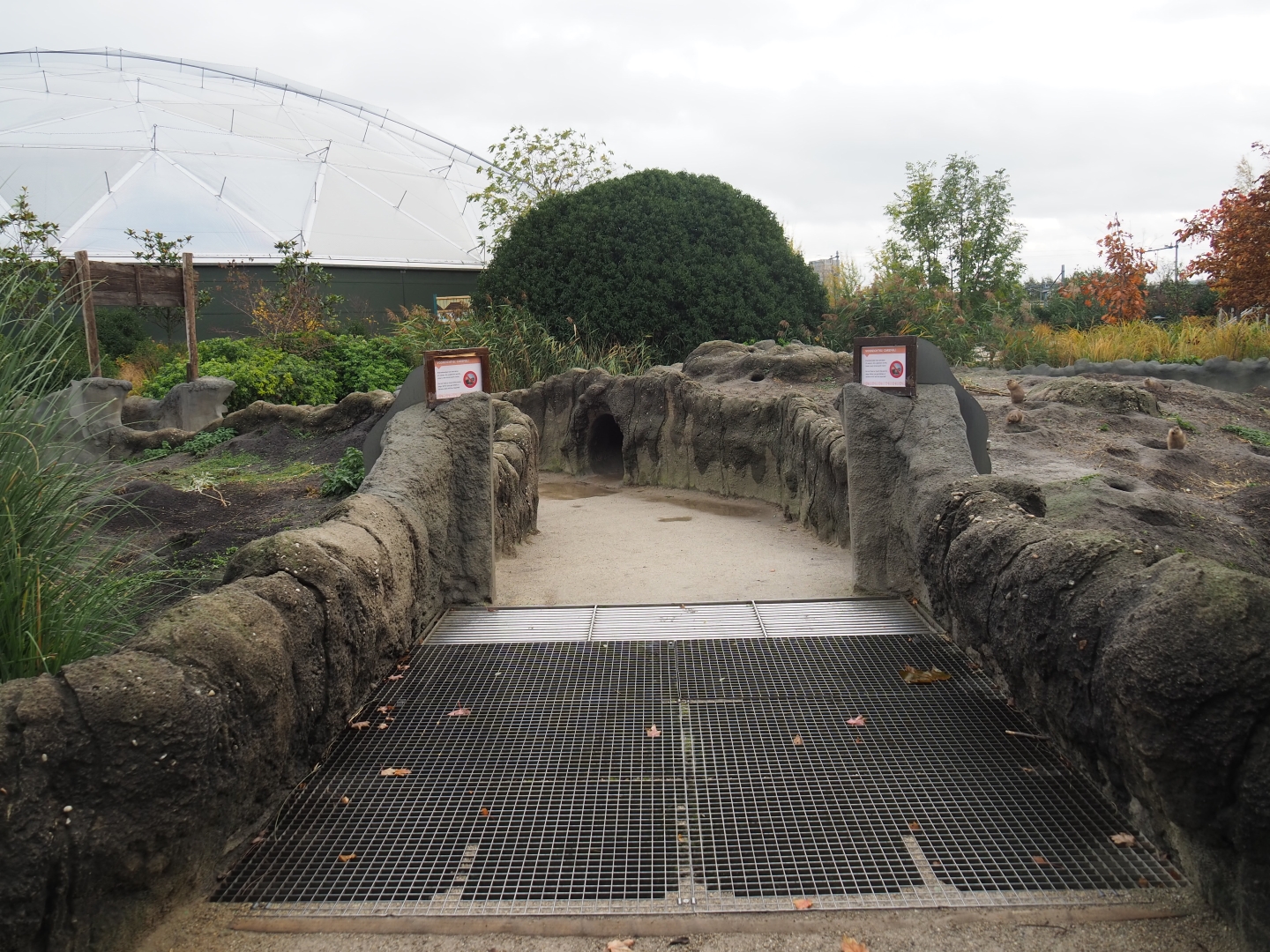 Black-tailed prairie dog walkthrough exhibit (Nov 10th, 2018)