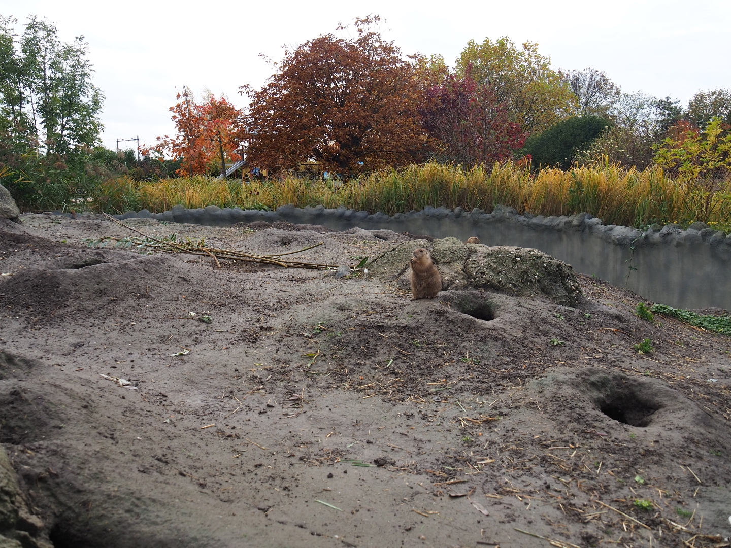 Black-tailed prairie dog walkthrough exhibit (Nov 10th, 2018)