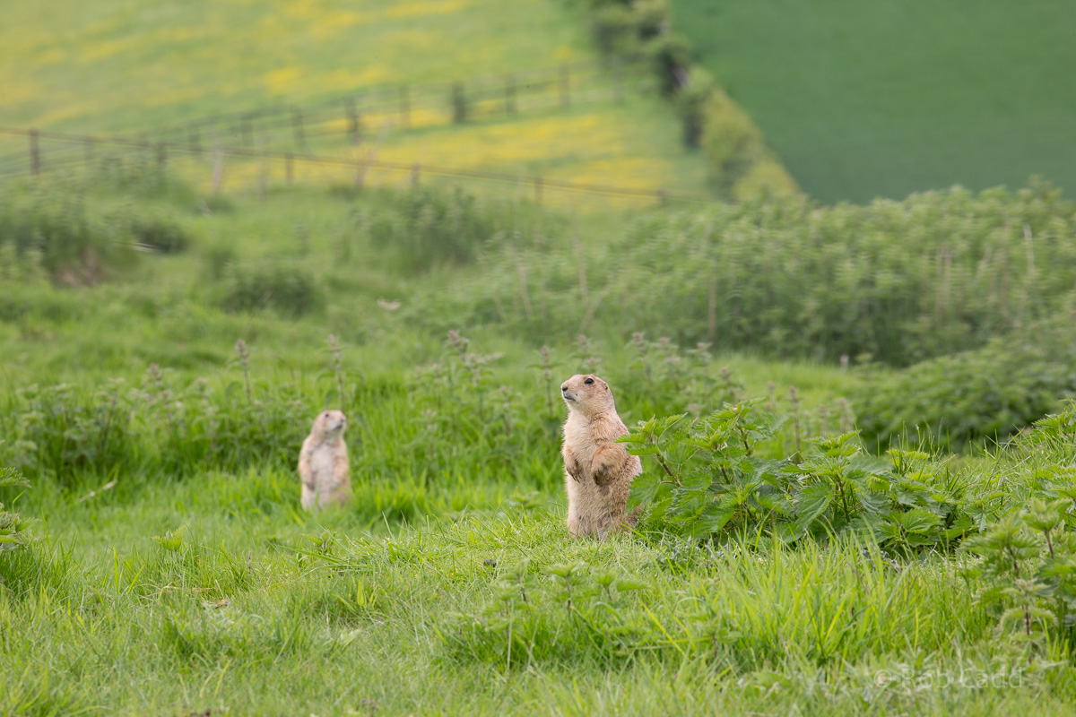 Black-tailed prairie dog : Whipsnade : 15 May 2016