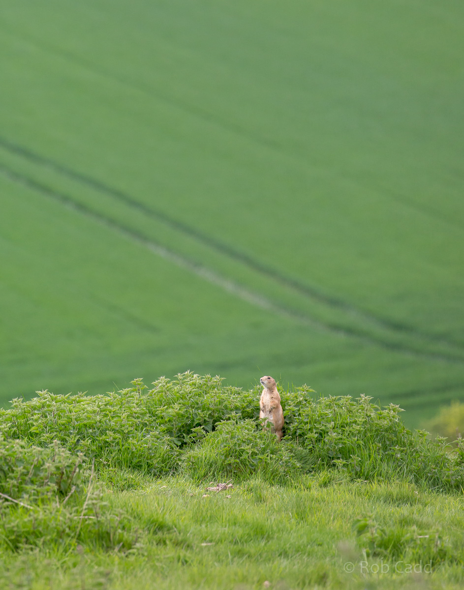 Black-tailed prairie dog : Whipsnade : 15 May 2016