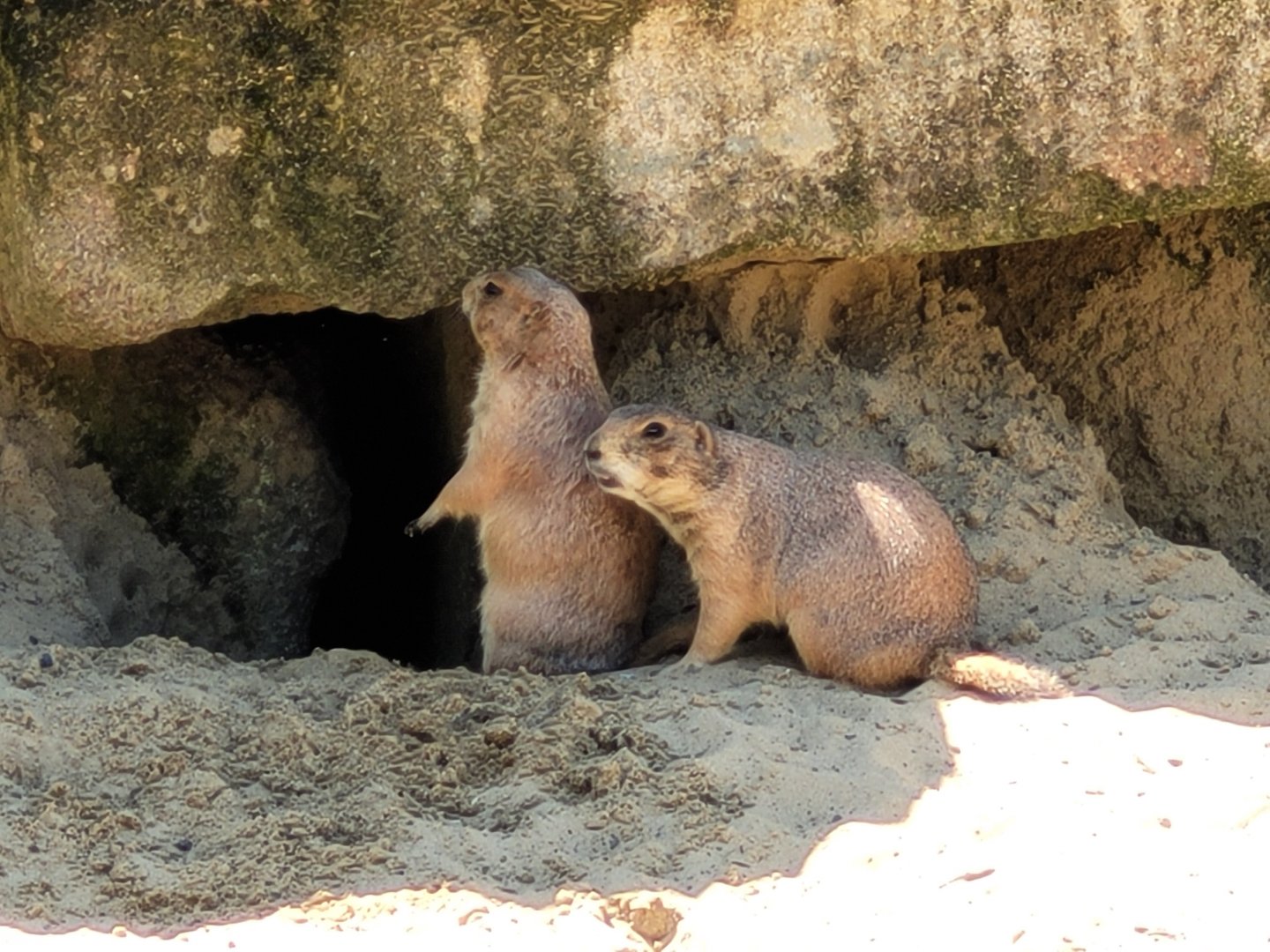 Black-tailed prairie dog -Zoo d'Asson (2022)