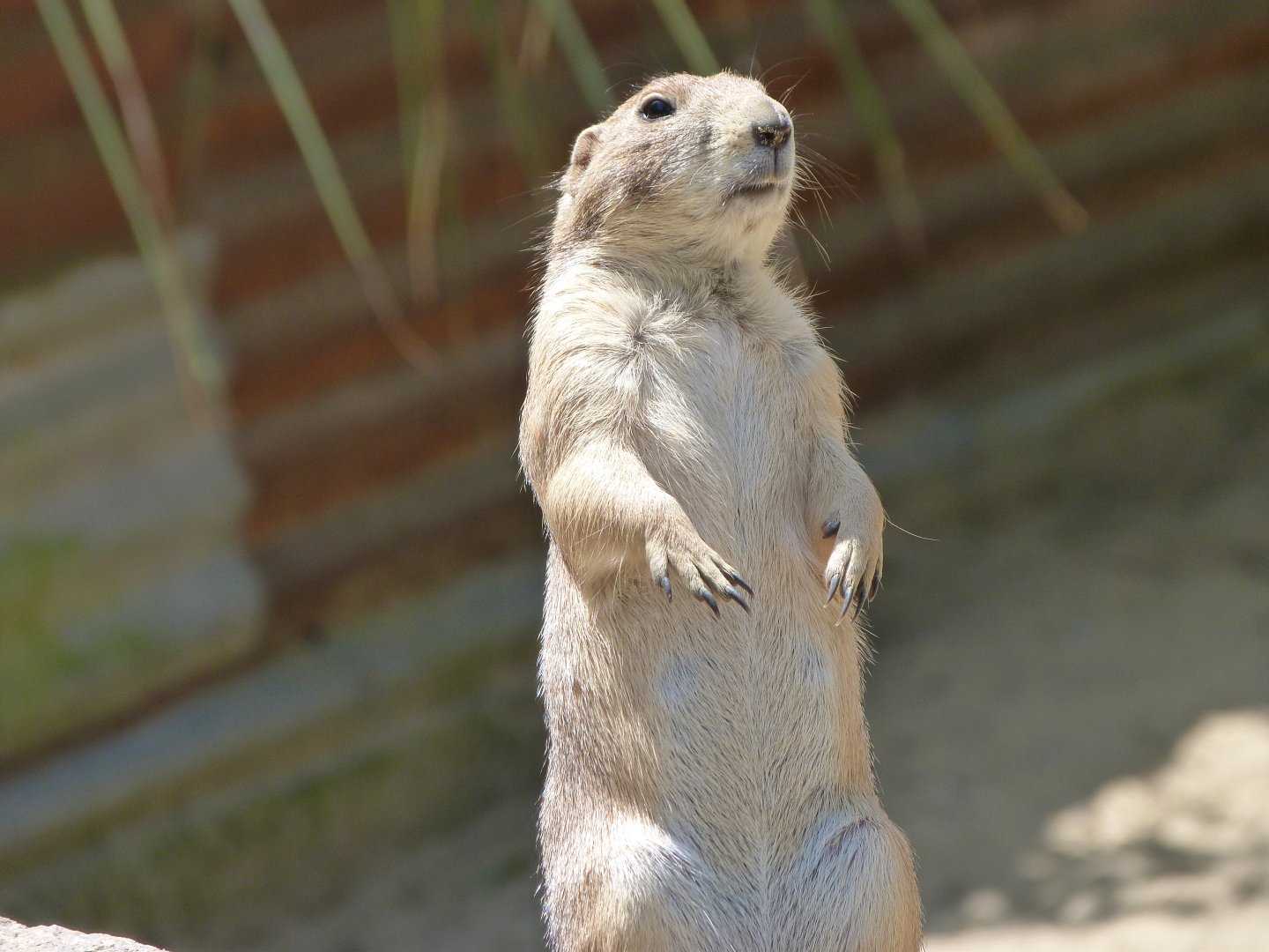 Black-tailed prairie dog -Zoo d'Asson (2025)