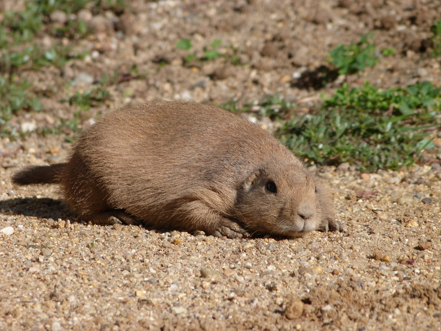 Black-tailed prairie dog -Zoo Praha (2025)