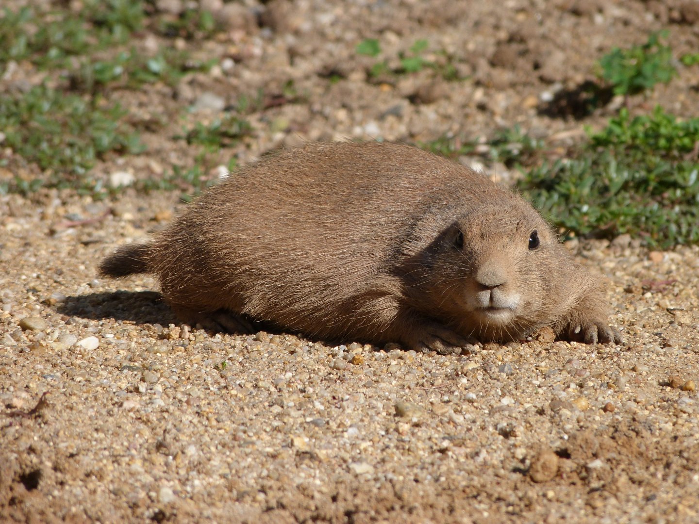 Black-tailed prairie dog -Zoo Praha (2025)