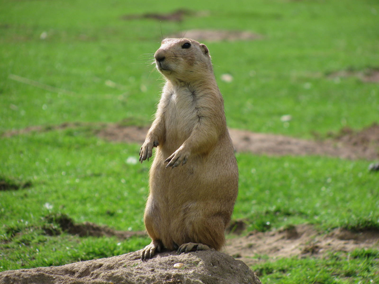 Black Tailed Prairie Dog