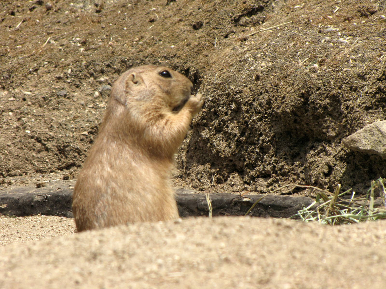 Black-Tailed Prairie Dog