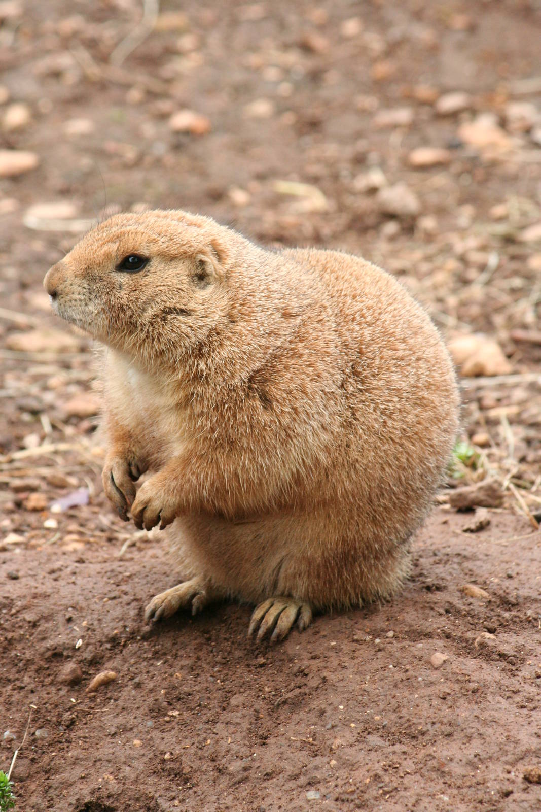 Black-tailed prairie dog