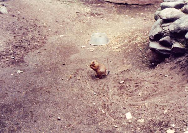 Black tailed prairie dog