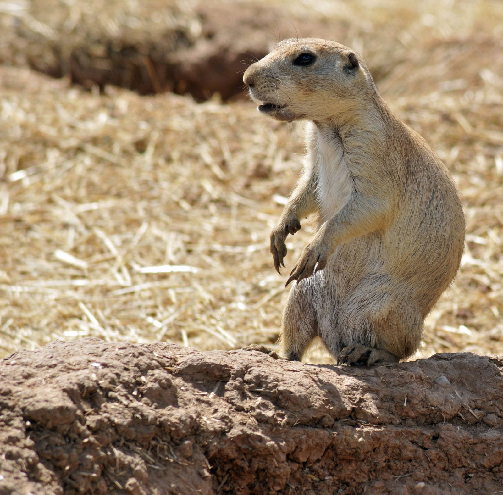Black Tailed Prairie Dog