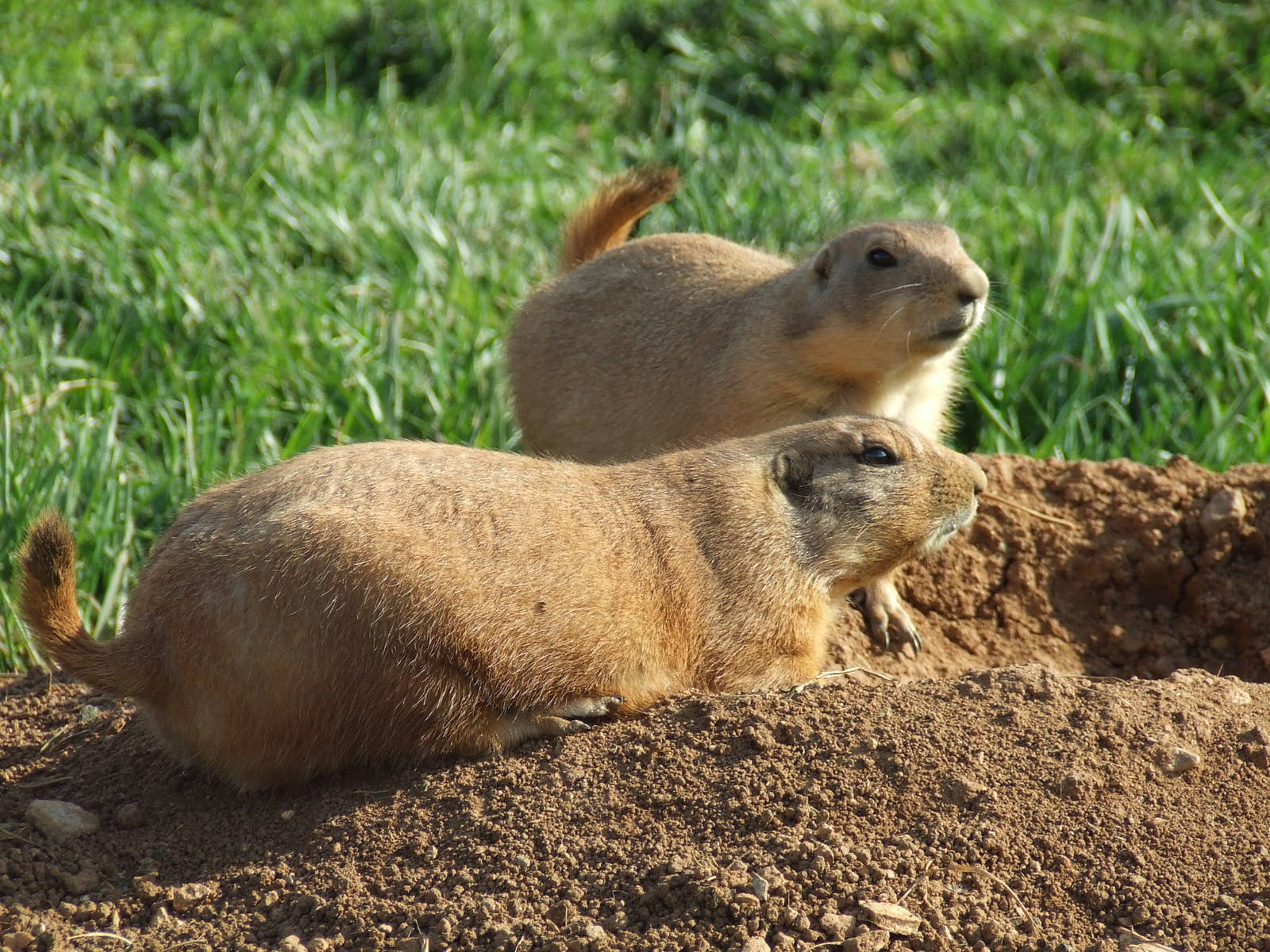 Black-tailed prairie dog