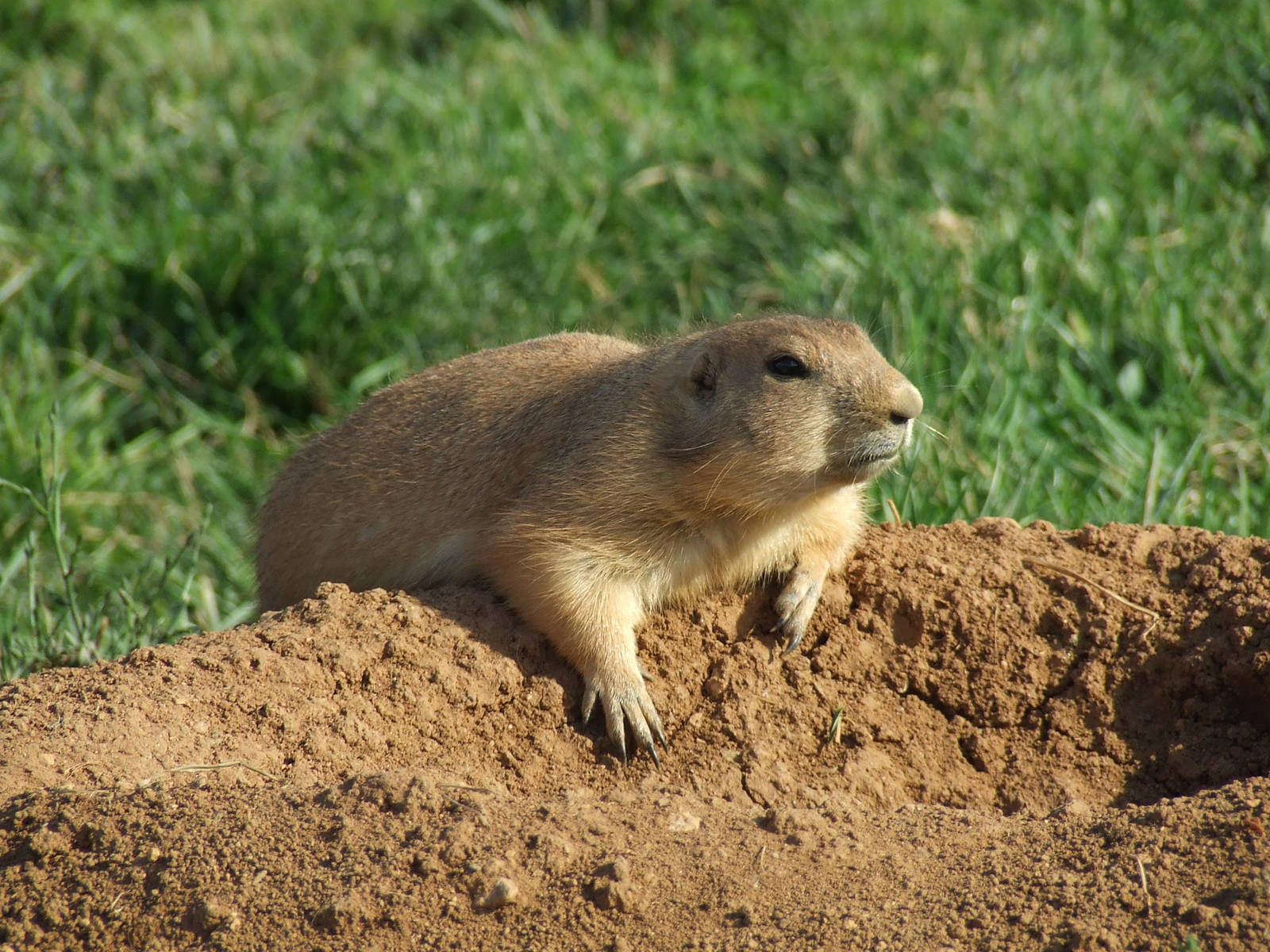 Black-tailed prairie dog