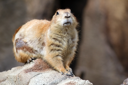 Black-tailed Prairie Dog