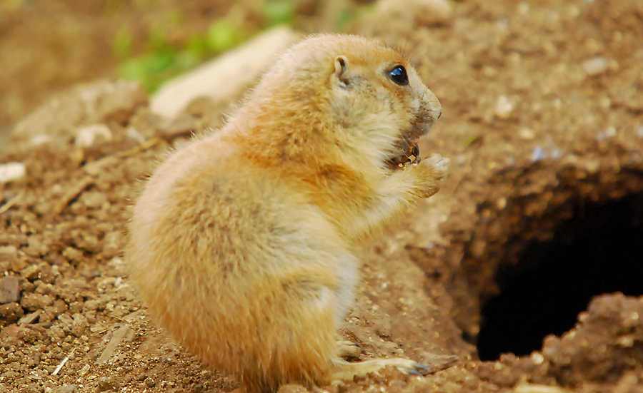 Black-tailed prairie dog