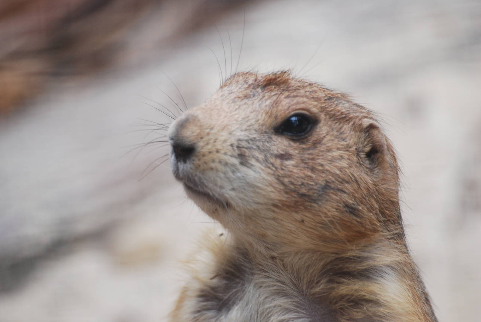 Black-tailed prairie dog