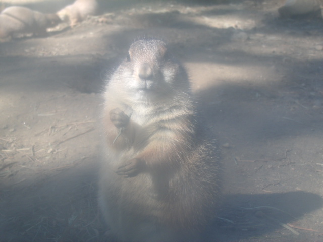 Black-Tailed Prairie Dog
