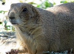 Black-tailed prairie dog