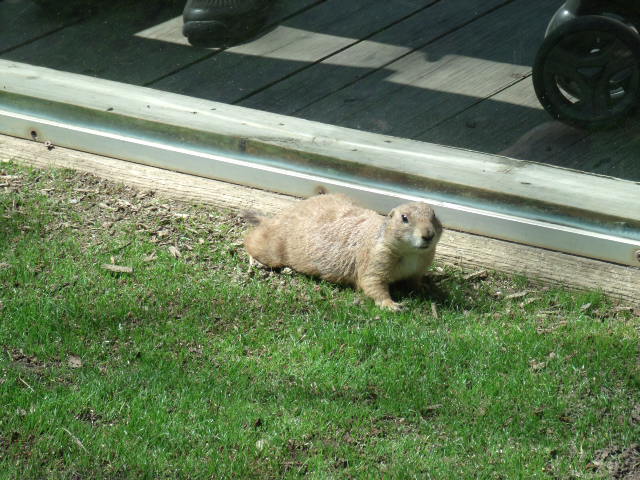 Black-Tailed Prairie Dog